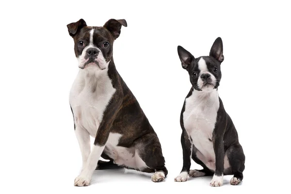 Studio Skott Adarable Boxare Och Bostonterrier Som Sitter Vit Bakgrund — Stockfoto