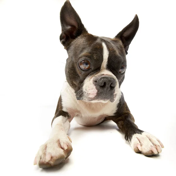 Studio Skott Bedårande Boston Terrier Liggande Vit Bakgrund — Stockfoto