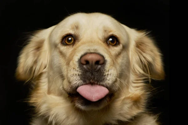 Porträt Eines Entzückenden Mischlingshundes Studioaufnahme Isoliert Auf Schwarz — Stockfoto