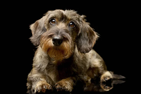 Estúdio Tiro Adorável Dachshund Deitado Sobre Fundo Preto — Fotografia de Stock