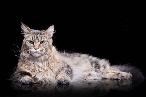 Studio shot of an adorable tabby cat lying on black background.