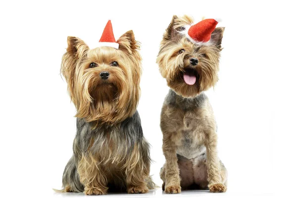 Strzał Studio Dwa Adorable Yorkshire Terrier Noszenia Kapeluszy Czerwony Śmieszne — Zdjęcie stockowe