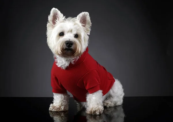 West Highland White Terrier Posing Photo Studio — Stock Photo, Image