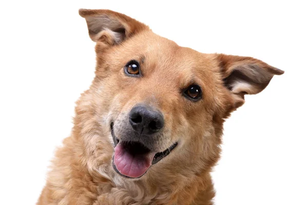 Retrato Perro Raza Mixta Adorable Aislado Sobre Fondo Blanco — Foto de Stock