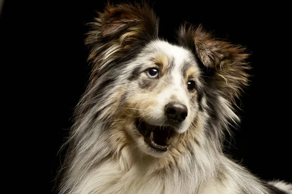 Retrato Filhote Cachorro Border Collie Adorável Tiro Estúdio Isolado Preto — Fotografia de Stock