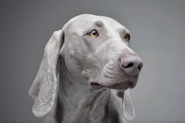 Portrait Adorable Chien Weimaraner Isolé Sur Fond Gris — Photo