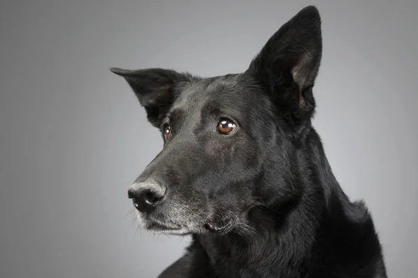 Portrait Adorable Mixed Breed Dog Studio Shot Isolated Grey — Stock Photo, Image