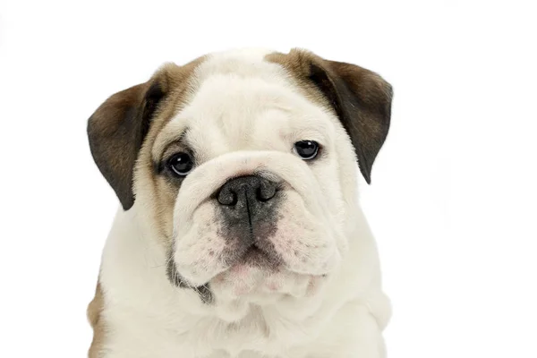 Köpek Yavrusu Bulldog Bebek Portre Beyaz Studio — Stok fotoğraf