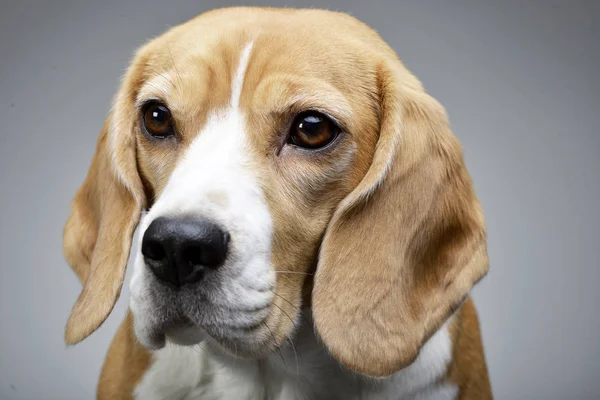 Retrato Adorable Beagle Plano Estudio Aislado Gris — Foto de Stock