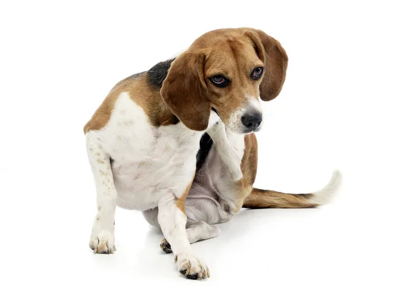 Adorable Beagle Arañando Cuello Plano Estudio Aislado Blanco — Foto de Stock
