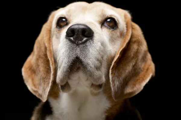 Retrato Adorable Beagle Plano Estudio Aislado Negro — Foto de Stock