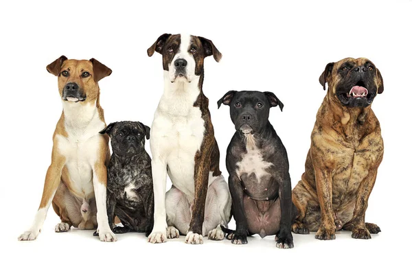 Grupo Cães Engraçados Waching Estúdio — Fotografia de Stock