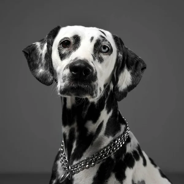 Schattig Dalmatiërs Portret Grijze Achtergrond Fotostudio — Stockfoto