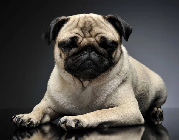 Pug Relaxing Grey Photo Studio — Stock Photo, Image