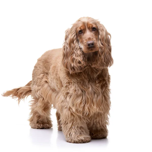 Studio Shot Van Een Schattig English Cocker Spaniel Staande Witte — Stockfoto