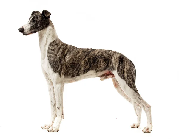 Macar greyhound beyaz bir stüdyoda standart