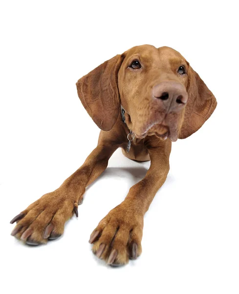 Hungarian Vizsla Looking Camera — Stock Photo, Image