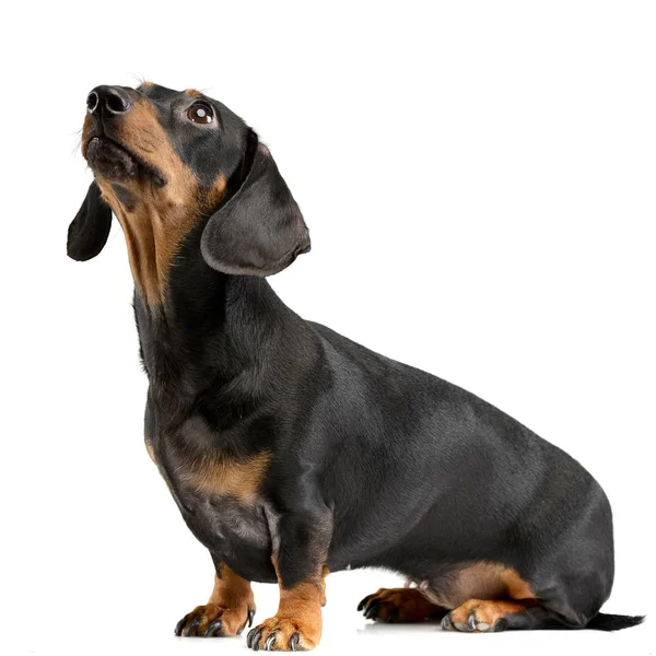 Estúdio Tiro Adorável Cabelos Curtos Dachshund Sentado Sobre Fundo Branco — Fotografia de Stock