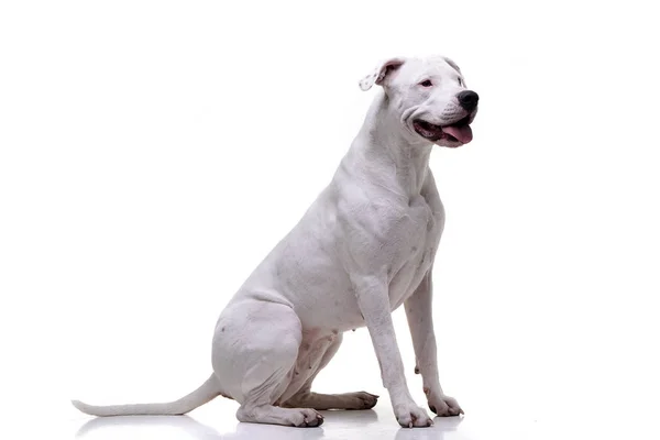 Studio Shot Adorable Dogo Argentino Sitting White Background — Stock Photo, Image