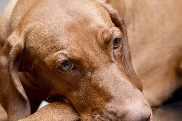 Portréja Egy Imádnivaló Magyar Vizsla Magyar Vizsla Stúdió Felvétel — Stock Fotó