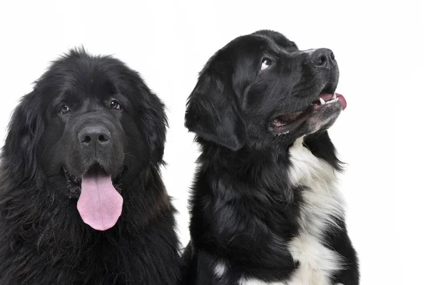 Estúdio Tiro Dois Adoráveis Cães Terra Nova Isolado Fundo Branco — Fotografia de Stock