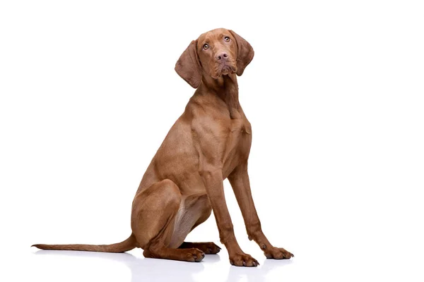 Studio Skott Bedårande Ungerska Hundvalp Sittande Magyar Hundvalp Sittande Sitter — Stockfoto