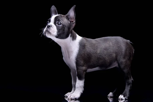 Studio Skott Bedårande Boston Terrier Står Svart Bakgrund — Stockfoto