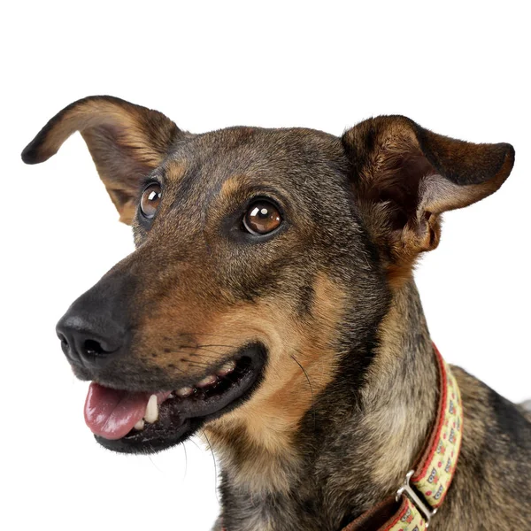 Bir Çok Güzel Karışık Doğurmak Köpek Atış Stüdyo Portresi Üzerine — Stok fotoğraf