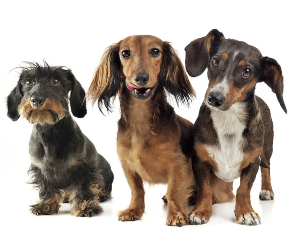 Grupo Ogf Adorável Dachshund Relaxante Estúdio Branco — Fotografia de Stock