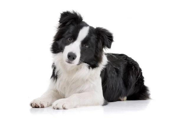 Studio Skott Bedårande Border Collie Liggande Vit Bakgrund — Stockfoto