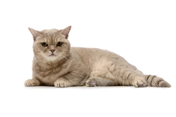 Студийный Снимок Очаровательного Домашнего Кота Лежащего Белом Фоне — стоковое фото
