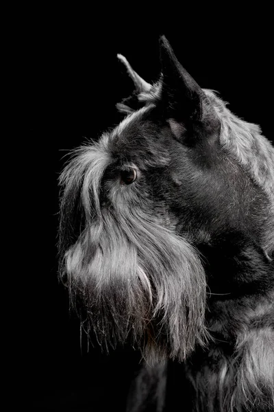 Porträt Eines Entzückenden Schottischen Terriers Isoliert Auf Schwarz — Stockfoto