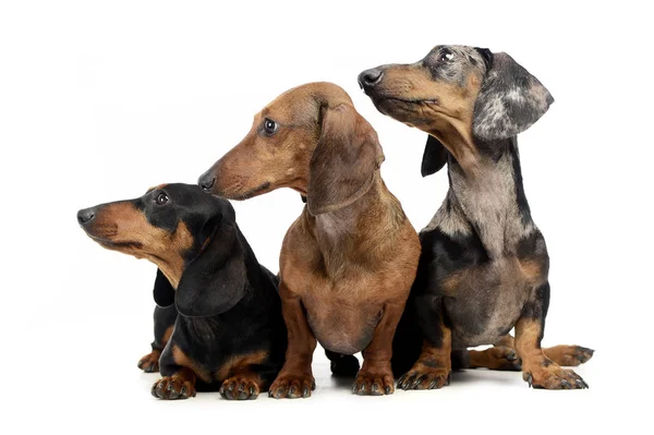 Drie Glad Haar Teckel Een Witte Geïsoleerde Achtergrond — Stockfoto