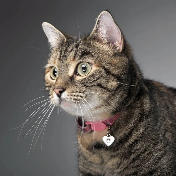 Retrato Gato Adorável Tabby Tiro Estúdio Isolado Cinza — Fotografia de Stock