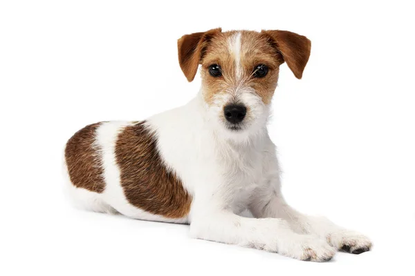 Estúdio Tiro Adorável Jack Russell Terrier Deitado Sobre Fundo Branco — Fotografia de Stock