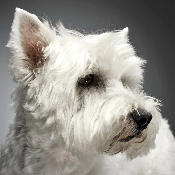 West Highland Retratos Terrier Blanco Estudio — Foto de Stock