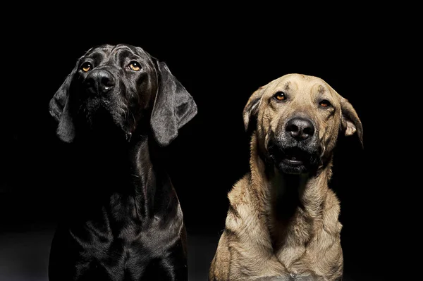 Коричневая Черная Собака Смешанной Породы Волшебным Портретом Глаз Черном Фоне — стоковое фото