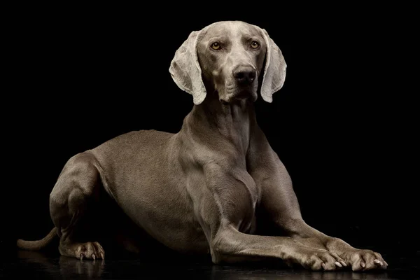 Studio Στιγμιότυπο Από Ένα Αξιολάτρευτο Weimaraner Ξαπλωμένος Μαύρο Φόντο — Φωτογραφία Αρχείου