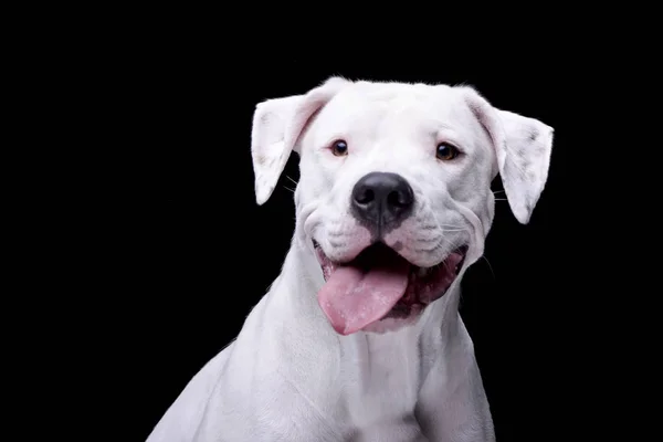 Πορτρέτο Του Ένα Αξιολάτρευτο Dogo Argentino Απομονωμένη Μαύρο Φόντο — Φωτογραφία Αρχείου