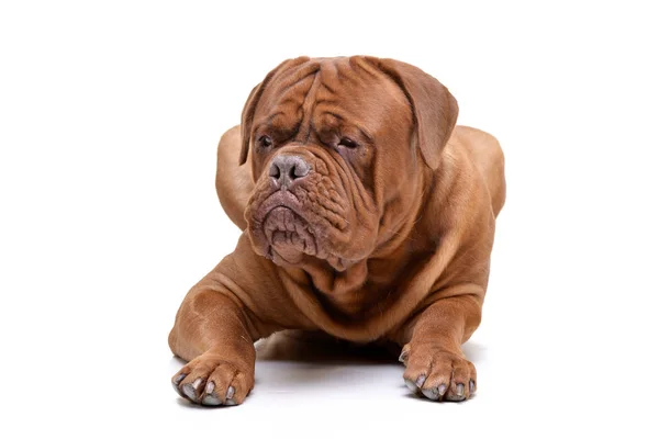 Studio Záběr Rozkošný Dogue Bordeaux Ležící Bílém Pozadí — Stock fotografie