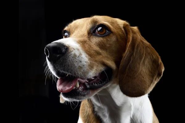 Porträt Eines Entzückenden Beagle Studioaufnahme Isoliert Auf Schwarz — Stockfoto