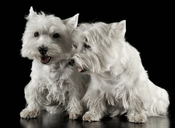 Δύο Δυτικά Highland Λευκού Σκύλου Που Κάθεται Ένα Σκοτεινό Στούντιο — Φωτογραφία Αρχείου