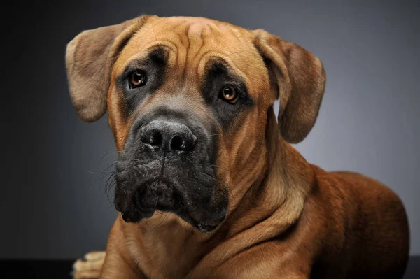 Yavru Cane Corso Dikey Gri Arka Plan Fotoğraf Stüdyosu — Stok fotoğraf