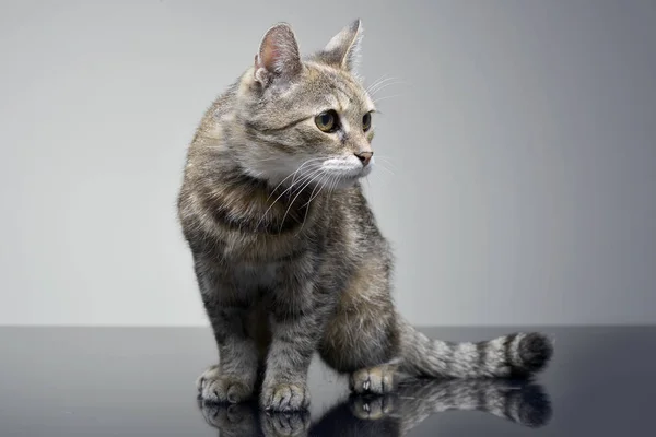 Studio Στιγμιότυπο Από Ένα Αξιολάτρευτο Tabby Γάτα Κάθεται Γκρίζο Φόντο — Φωτογραφία Αρχείου