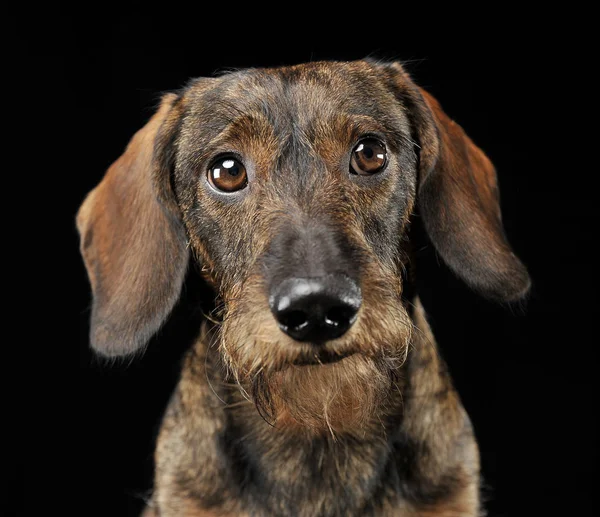 Cabello Cableado Dachshund Retrato Estudio Fotografía Negro — Foto de Stock