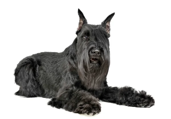 Miniatura Schnauzer Tumbado Estudio Fotografía Blanco —  Fotos de Stock