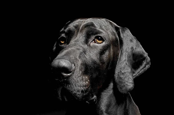 Mischling Schwarzer Hund Porträt Auf Schwarzem Hintergrund — Stockfoto