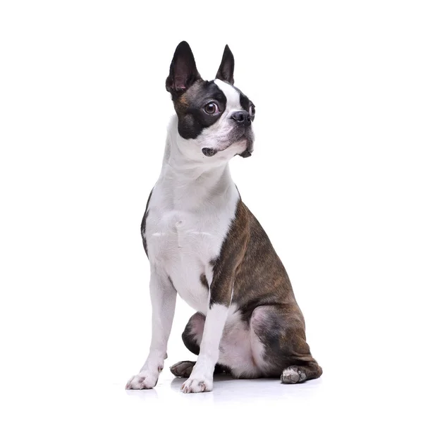 Studio Skott Bedårande Boston Terrier Som Sitter Vit Bakgrund — Stockfoto