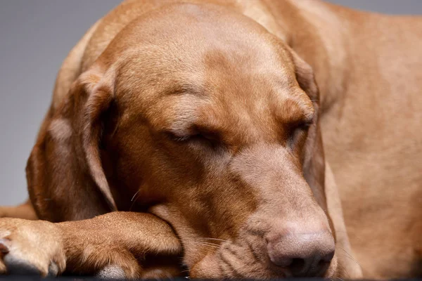 Retrato Adorável Vizsla Húngaro Magyar Vizsla Isolado Fundo Cinza — Fotografia de Stock