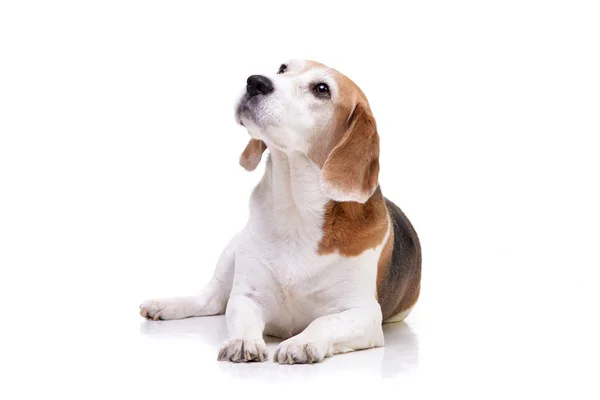 Estudio Adorable Beagle Tumbado Sobre Fondo Blanco —  Fotos de Stock